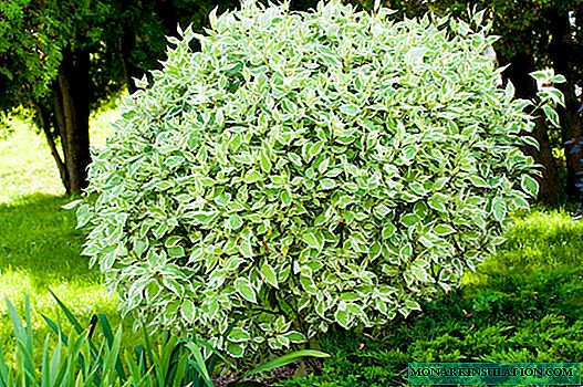Arbusto derain - decorativo, branco, variado