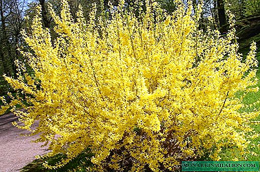 Forsythia shrub or yellow fortification - description