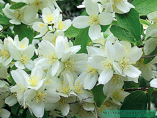 Arbuste de jasmin - à quoi il ressemble, types