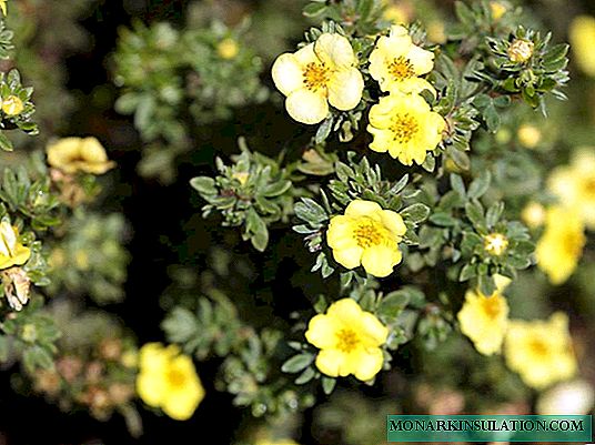 Shrubby cinquefoil - how it looks, types and varieties
