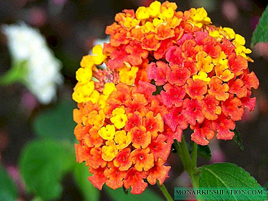 Lantana-blomst: hjemmepleje og reproduktionsmetoder