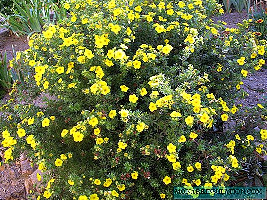 Cinquefoil shrubby yellow, white, pink