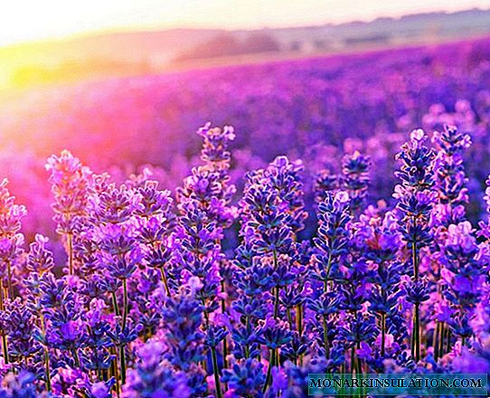 Lavendel - utomhusplantering och vård