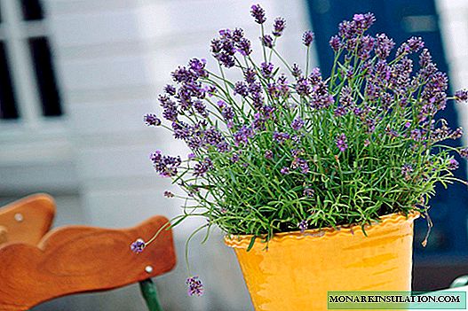 Lavender in a pot - home care