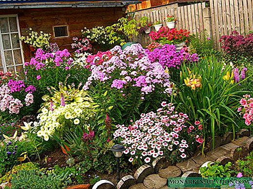 Лаватера вишегодишња - бели и ружичасти цветови у башти