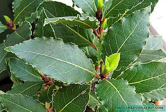 Bay tree - cultivo en casa