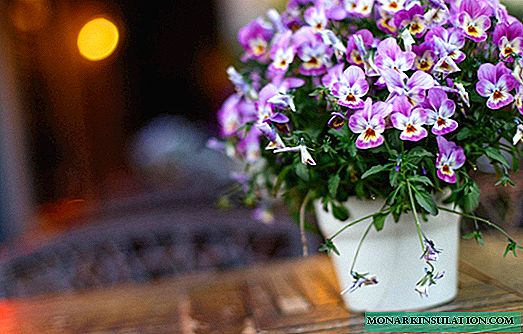 Lille violetse trikoloori raviomadused - taime kirjeldus