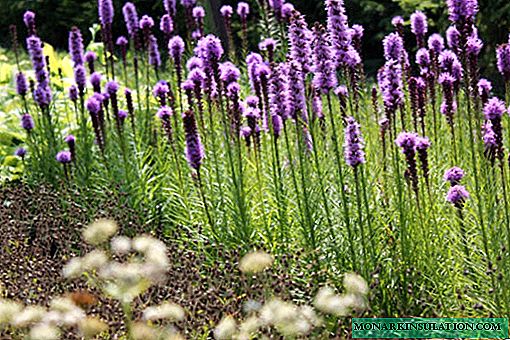 Liatris - plantación y cuidado al aire libre