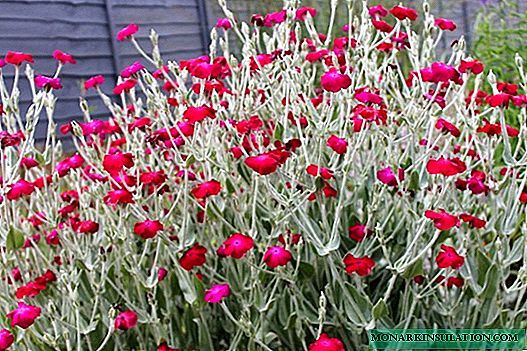 ليشنيس كوروناريا (ليشنيس كوروناريا) - التوت ، اللون الوردي الداكن
