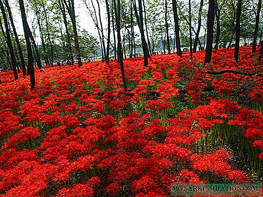Lycoris flower (Lycoris) - a importância das plantas em várias culturas