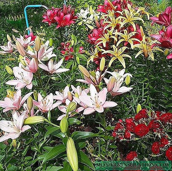 Lilies - planting and care in the open ground
