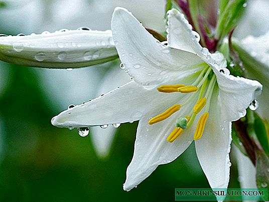 Lily - eine Blume eines Gartens, pyramidenförmig
