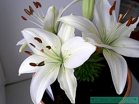 Potted or indoor lily - how to care
