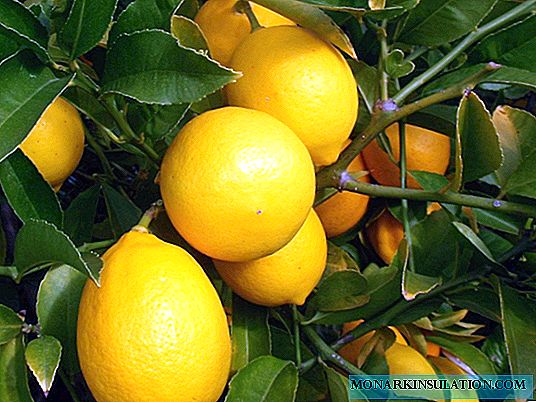 Citrontree - hur citron växer och blommar