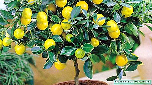 Citronnier - comment le citron pousse et fleurit