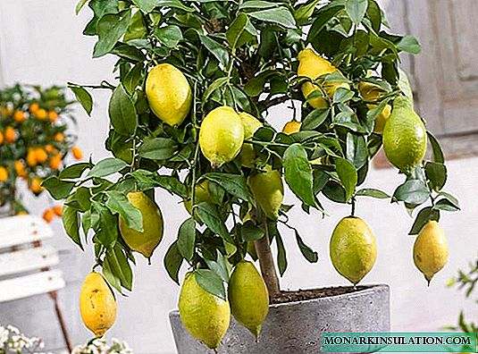 Sitruunapuu - huonekasvien hoito