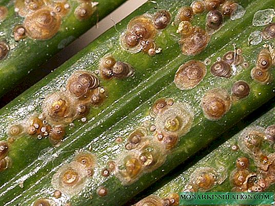 Feuilles collantes dans les plantes d'intérieur - causes et difficultés