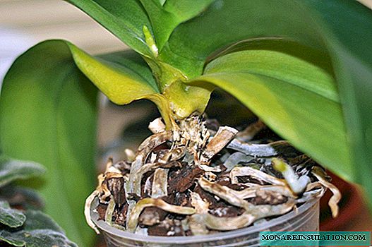 Hojas de orquídeas: las principales enfermedades y métodos para tratarlas