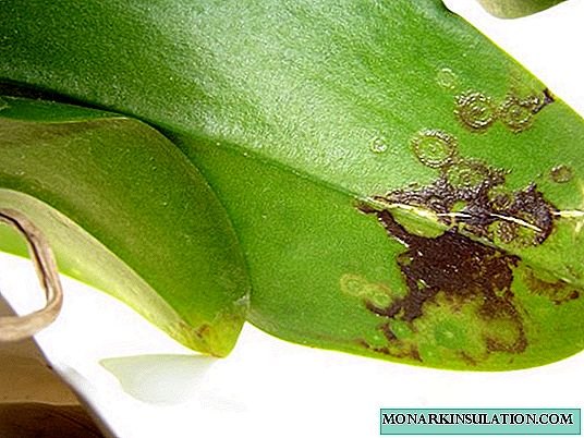 Les feuilles d'orchidées ont perdu turgescence et froncement de sourcils: que faire pour restaurer