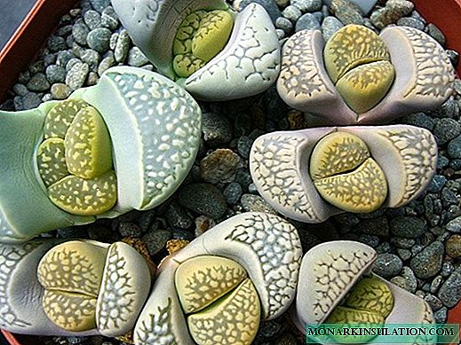 Lithops: home care and methods of reproduction