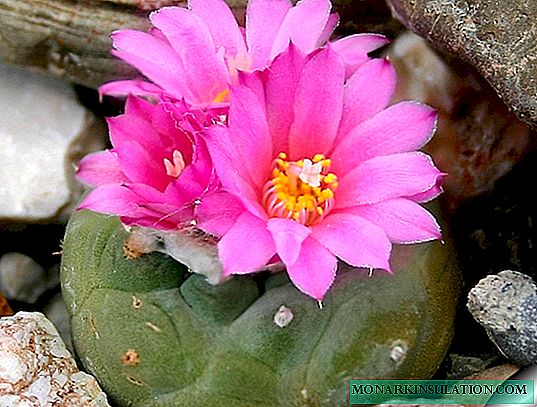 Cactus Lophophora Williamsii - การปลูกและการดูแลบ้าน