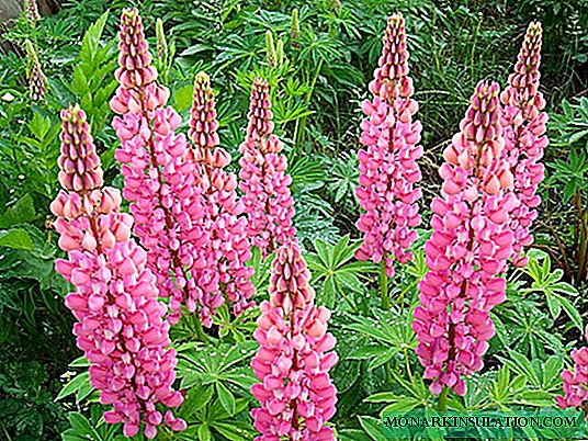 Lupine as a siderat - when to sow and when to bury
