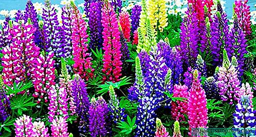 Lupine perennial - when to plant seedlings