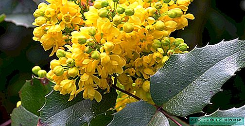 Magonia holly (mahonia aquifolium) - çalıların yayılması hakkında her şey