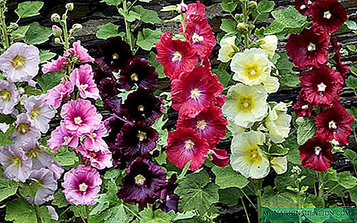 Mallow perennial - planting and care