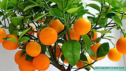 Tangerine tree - home care