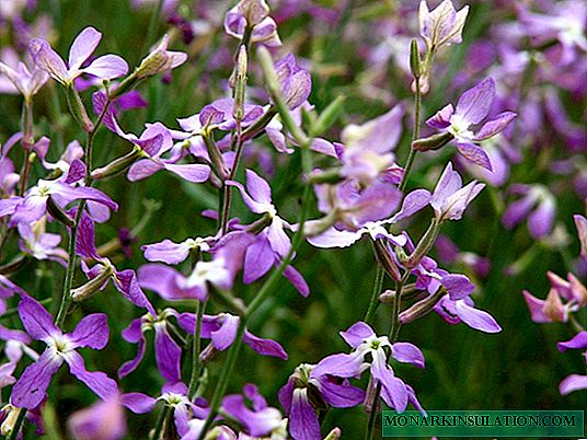 Mattiola night violet - a flower with a wonderful smell