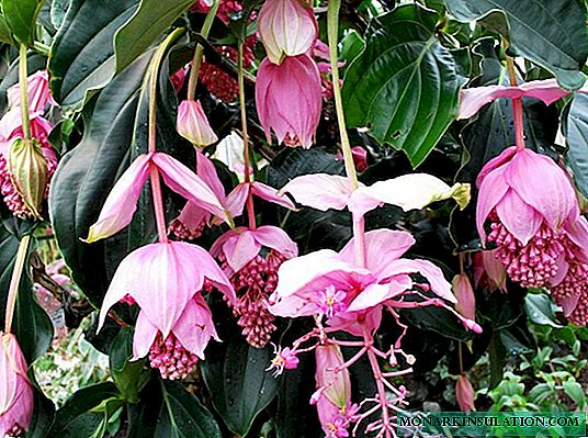 Medinilla flower: home care and reproduction methods