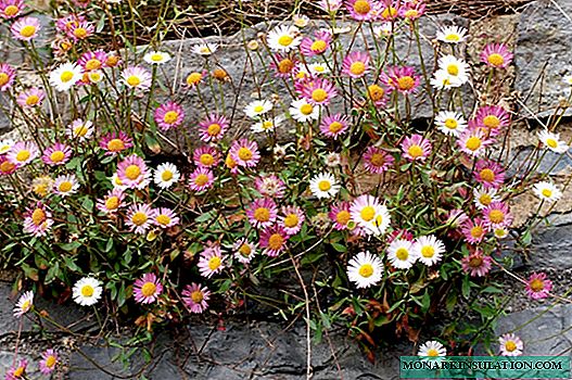 Flerårige små kronblade eller erigeron (Erigeron) - plantning og pleje