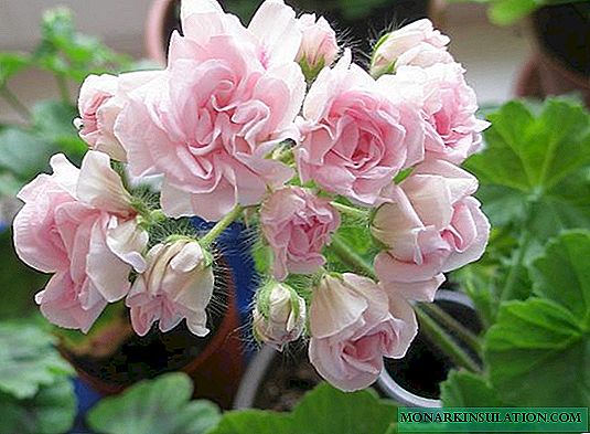 Pelargonium Millfield Rose (밀 필드 로즈)