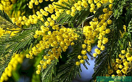 Flor de mimosa: condições de cultivo e opções de cuidados com as plantas