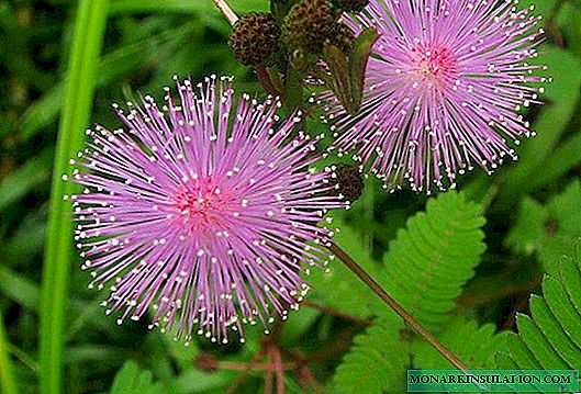 Mimosa timide - quel genre de plante, tout sur elle