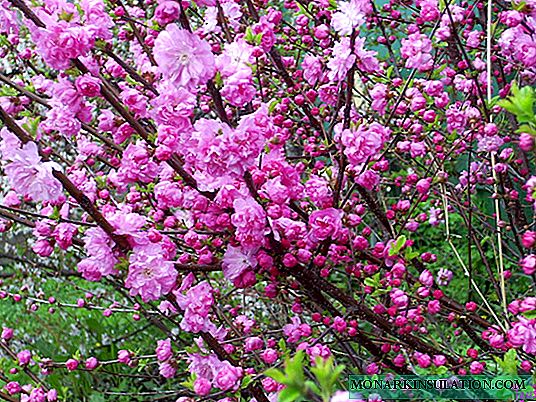 Almond shrub - ornamental flowering plant