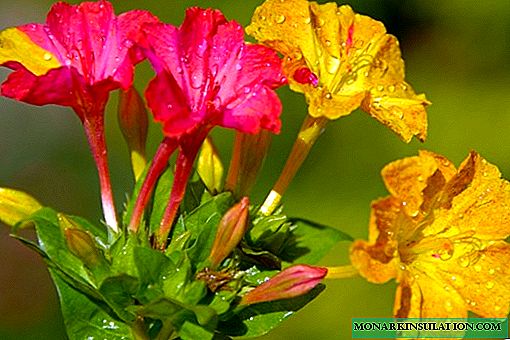 Flor de Mirabilis (belleza nocturna) - propagación de plantas