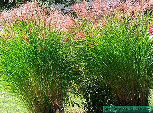 Miscanthus - outdoor planting and care