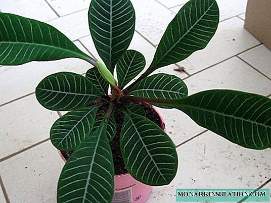 Euphorbia alba - descripción y cuidados en el hogar