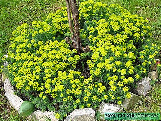 Euphorbia de ciprés: cómo cuidar en casa