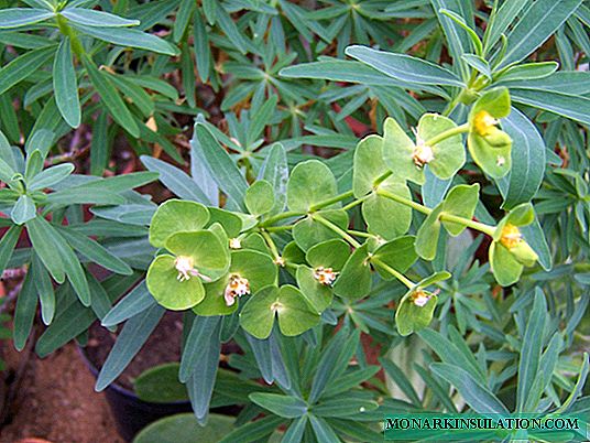 Euphorbia-huone - valkovesinen, sypressi ja muut lajit