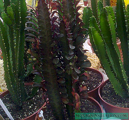 Euphorbia trihedral - domácí péče