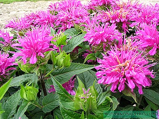 Monarda - planting and care in the open ground