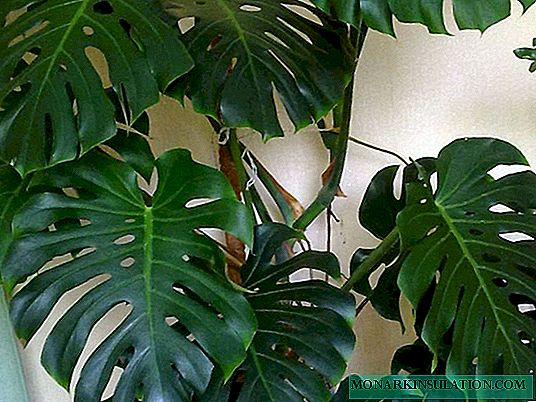 Monstera - home care, transplantation and reproduction