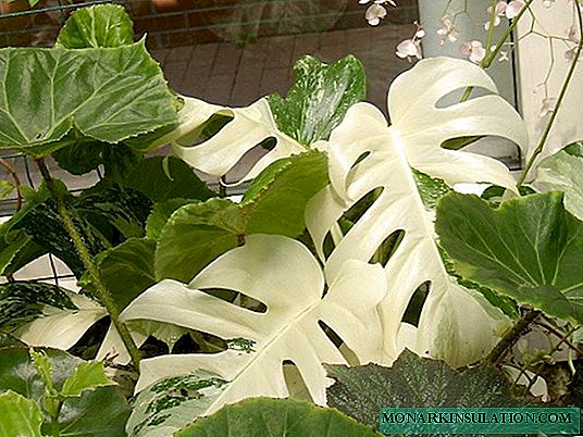 Monstera variegate or variegated in the interior