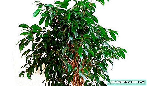 Is it possible to keep ficus at home - is it good or bad?