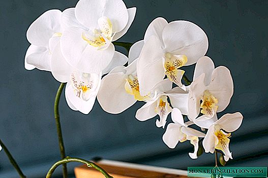 É possível manter uma orquídea em casa: opções por que é bom ou ruim
