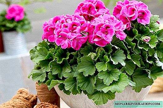 Is it possible to spray geranium with water and how to water it properly