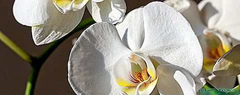 Ist es möglich, eine blühende Orchidee zu verpflanzen: die Häufigkeit und die Notwendigkeit eines Eingriffs?
